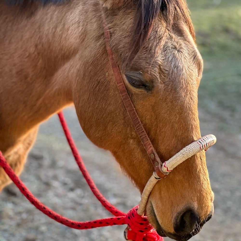Bosal Set
